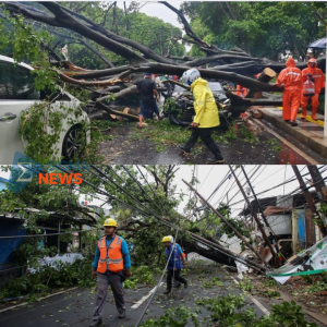 pohon tumbang di dharmawangsa jaksel