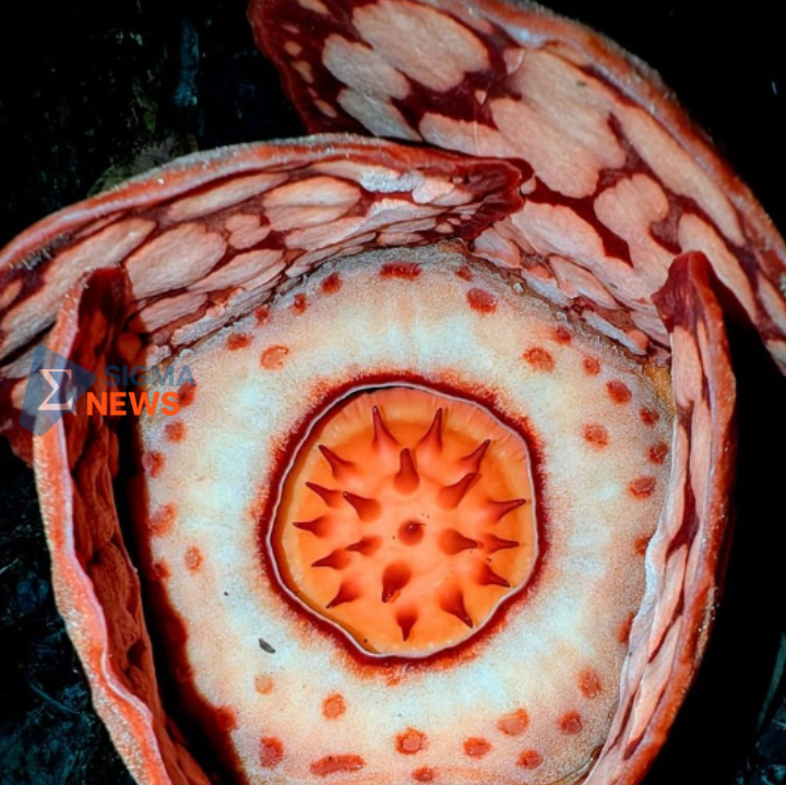 Penemuan Rafflesia Hasseltii Setelah 13 Tahun: Momen Haru di Hutan Sumatera