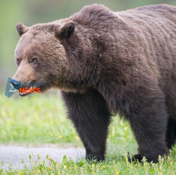 Mencekam! Serangan Beruang di Jepang Tewaskan Banyak Warga