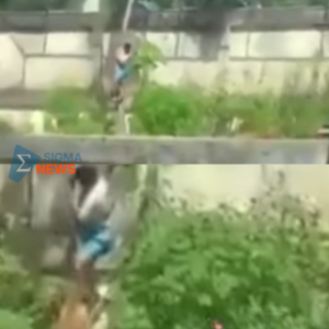 Mengejutkan! Remaja Brasil Tewas Diterkam Singa di Bonbin